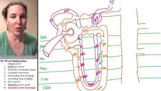 Reabsorption 8- Countercurrent exchange