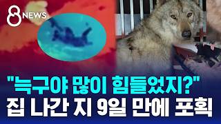 한밤중 펼쳐진 작전..탈출 9일 만에 집으로 / SBS 8뉴스