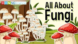 All About Fungi