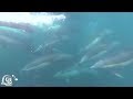 Sardine Run South Africa @Coffee Bay with ADA in 4k