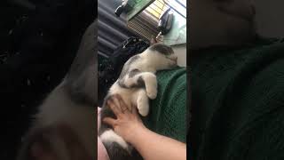 Thói quen ASMR mỗi trưa của bé Quọ 🥰 #cat #cutecat #pet