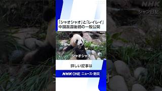 「シャオシャオ」と「レイレイ」中国返還後初の一般公開 | NHK | #shorts