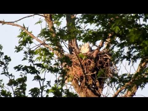 Red-tailed Hawk nest with two youngsters WillCFish Tips and Tricks.