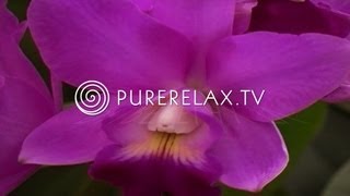 Nature Video - Wellness Sounds, Spa, Regeneration & Paradise - RAINFOREST IMPRESSIONS