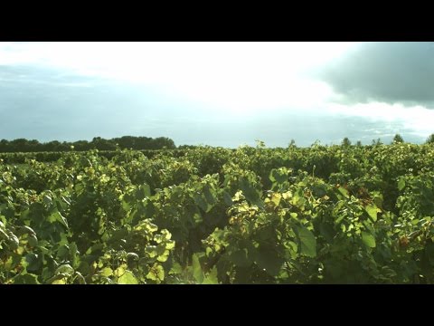 Caves étonNantes dans le vignoble nantais