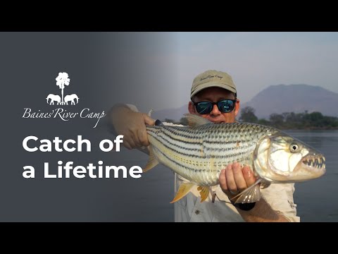 Catch of a Lifetime: Lure Fishing for Tiger Fish at Baines' River Camp