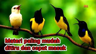 Download lagu Bren cigun VS belalang emas‼️ Masteran sogon full tembakan tajam mp3