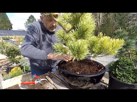 Planting Conifers in Pots |  Dwarf Conifer Container Gardening