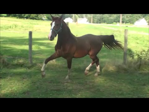 Young Dressage Prospect For Sale - Moonlight - SOLD