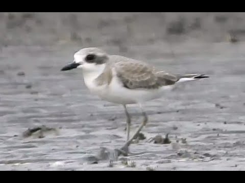 Tibetan Sand Plover | Wader | Bird Watching | Wildlife Photography | Akshi Beach | Alibaug