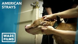 Rescued Homeless Bait Dogs from Abandoned Detroit House! American Strays - Hope For Dogs | My DoDo