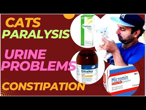 Constipation | Urine problems | paralysis | medicine and treatment for persian cats | Urdu | Hindi