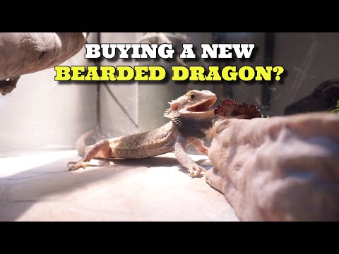 5 Things To Look For When Buying A New Bearded Dragon!