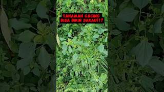 Download lagu Ganja Kucing bikin Sakau!!!? #kelakuanwarga62 #kucing #kucinglucu mp3