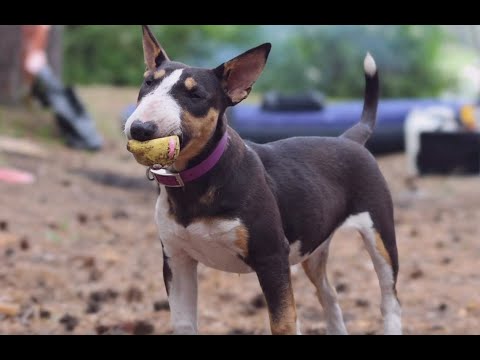 Аристократы с акульей мордой - в программе ""Дело ведёт Мур-р-р""
