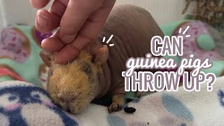 Can Guinea Pigs Throw Up?