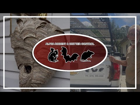 YouTube Video 1