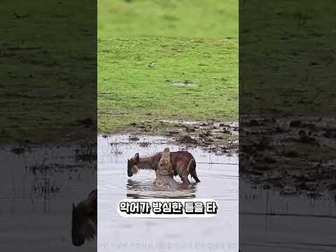 아빠 영양이 새끼를 ‘악어 먹이’로 준 이유