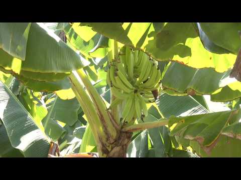 Hechos del Agro - Cosecha de plátano