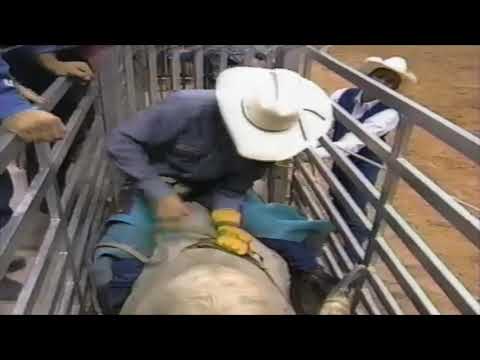 Katydid bucks Glen Keeley - 94 PBR Finals