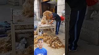 Download lagu Taking care of an obedient old lion mp3