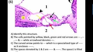Eye ear data show 2016 revision