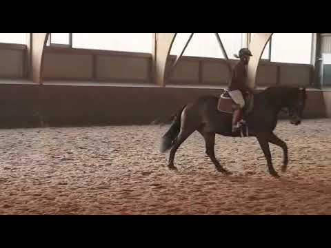 3,5 jähriger Fiderbach nachkomme