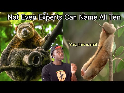 You've Never Seen Animals Like This Before