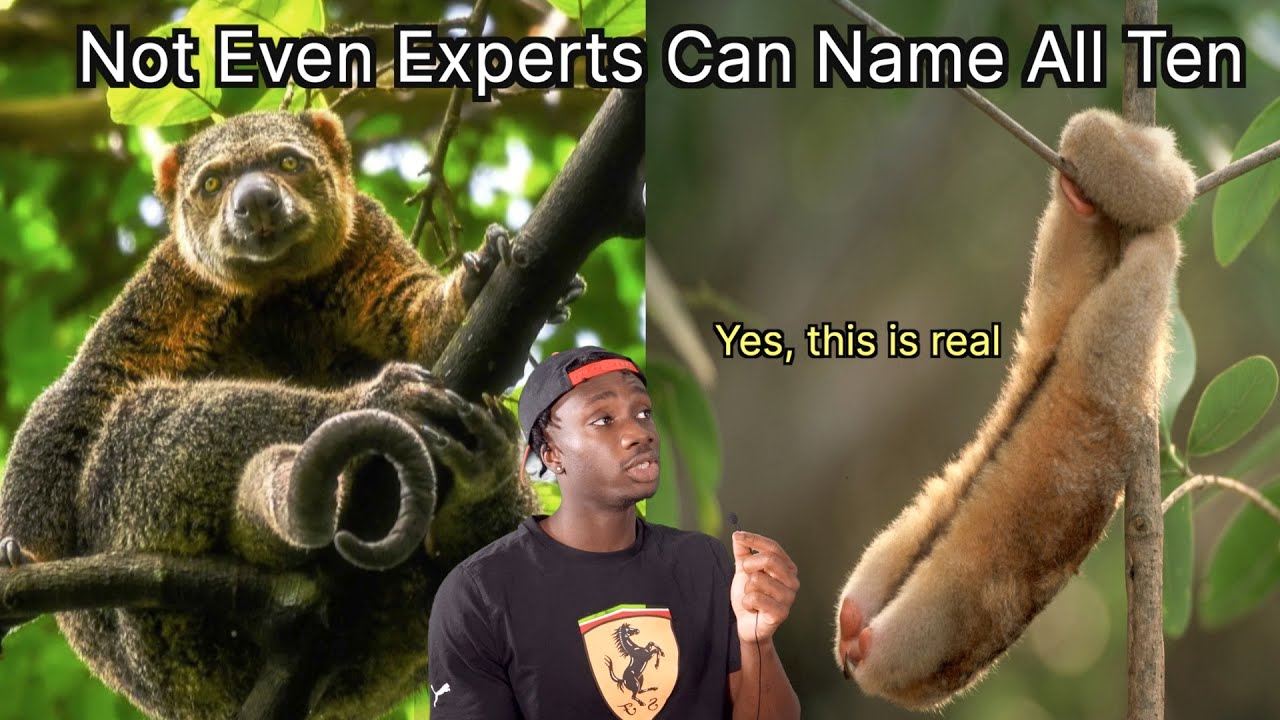 You've Never Seen Animals Like This Before