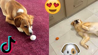 Give Your Dog An Egg And See What They Do With It - TikTok Trends compilation