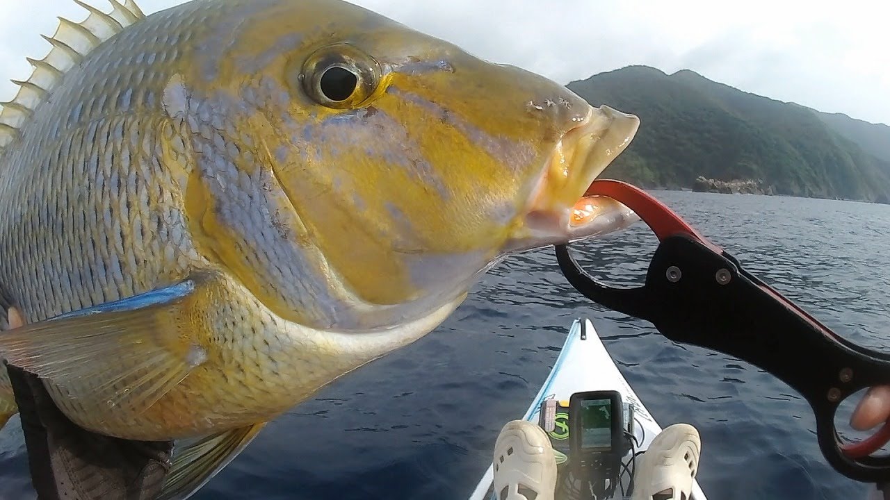 Spangled Emperor on the kayak その2