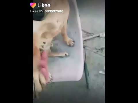 el perro guaton😈😈😈😈😈😎😎😎👊🏻👌🏼👌🏼👌🏼