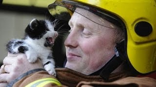 ОЧЕНЬ ДОБРОЕ ВИДЕО 2017! ЛЮДИ СПАСАЮТ ЖИВОТНЫХ (До слёз)