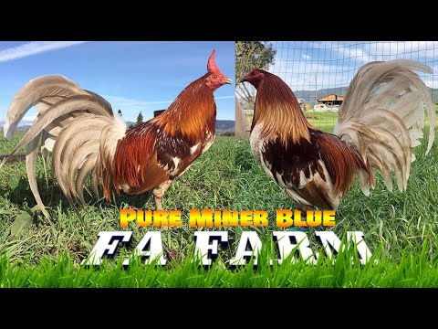 Nice Miner Blue FA FARM California - Farm Visit