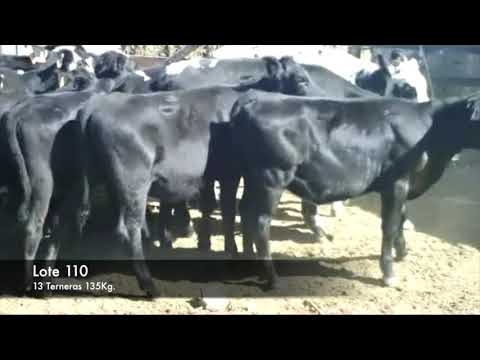 Lote 13 Terneras 7 negras y caretas,  6 normanda negras 181kg -  en RUTA 2 KM 145, 4 KM AL NORTE