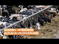 Boeren leven nog altijd in onzekerheid: kabinet heeft tijd nodig voor onderzoek