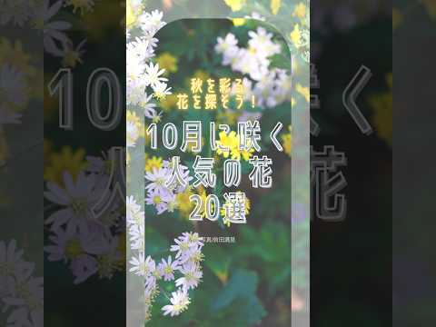 赤い葉を持つ装飾的な常緑低木メギ、メギ