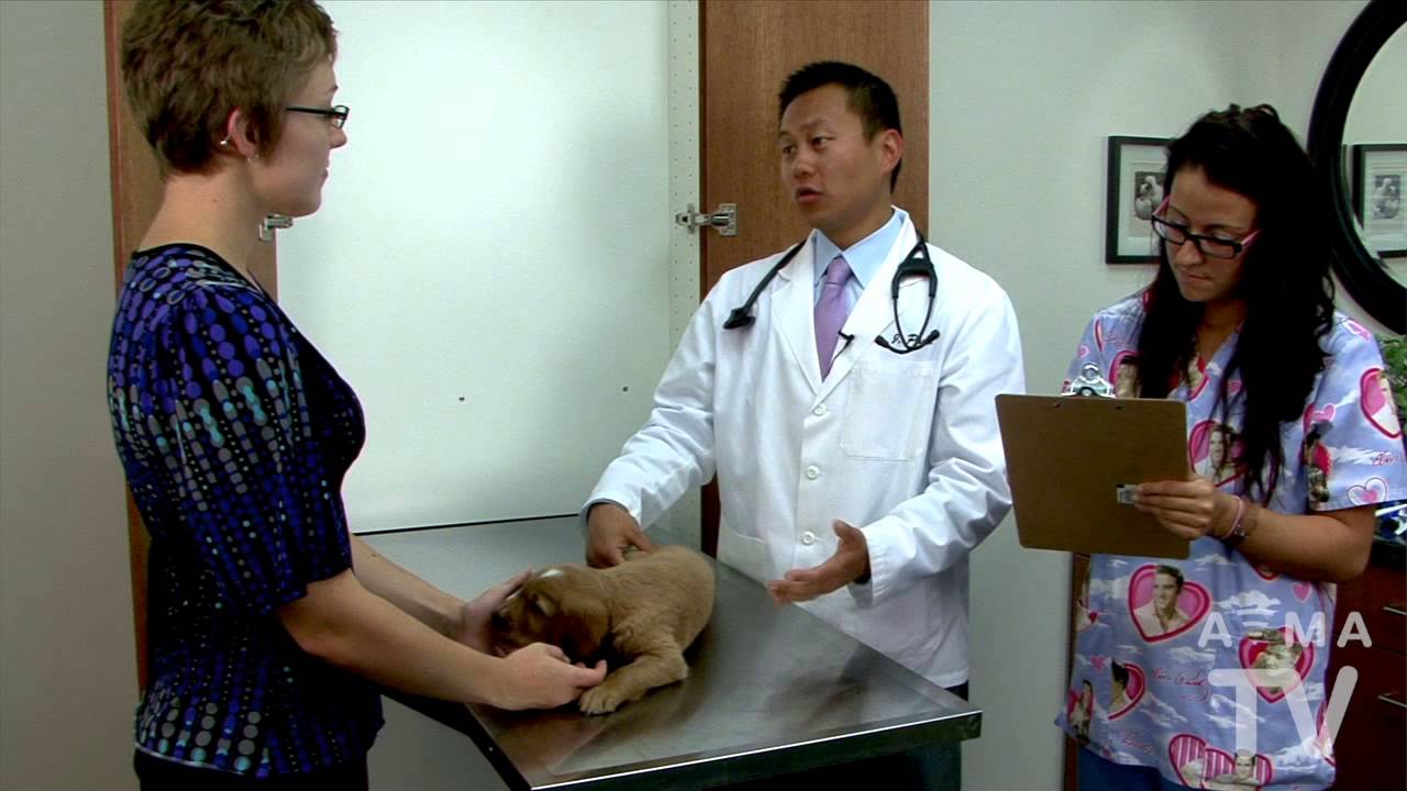 Vaccines: Protecting your Pets