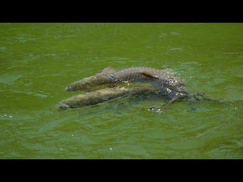 Lov amurů na mlaskačku. Lov amura z hladiny. Jak chytit amura?