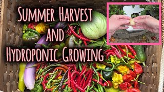 🌱 Summer Harvest & Hydroponic Reset | Garden & Greenhouse Update #harvest #garden #hydroponics 
