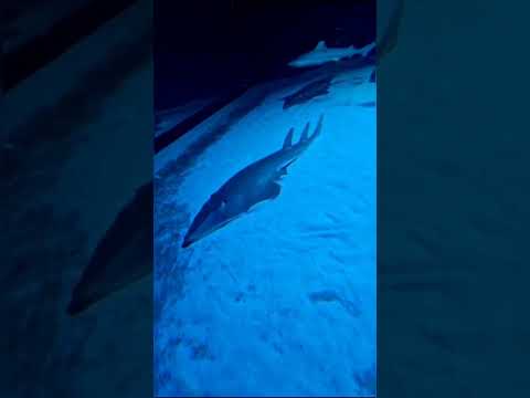 جمال الأسماك بأشكالها المختلفة 😍😍