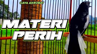 Download lagu ⛔KACER BONGKAR ISIAN.PANCINGAN KACER.KACER GACOR FULL ISIAN mp3