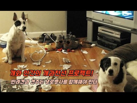 실용적인 반려견 양육 가이드 『금쪽같은 우리댕댕이, 견생역전 프로젝트』(최인영, 지니의서재)
