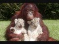 "The Hug Song" by Arthur May 