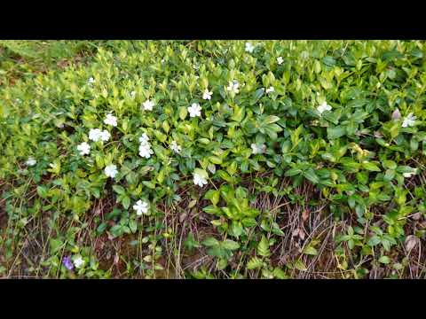 園芸 オオツルニチニチソウ