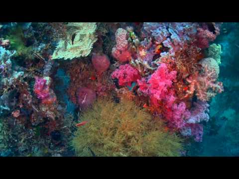 Scuba diving in Philippines