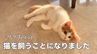 【新しい家族!】子猫を引き取ることになりました🎉生後3ヶ月 訳あり猫をお迎えした猫初心者家族 #子猫 #3ヶ月 #多頭飼育崩壊 #国際ファミリー #kitten #猫のいる暮らし #