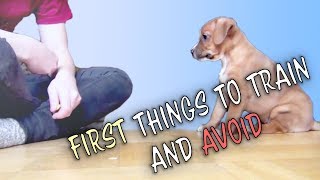 When to start training your pup