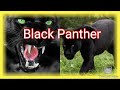 Discovery Channel Black Panther