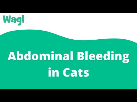 Abdominal Bleeding in Cats | Wag!